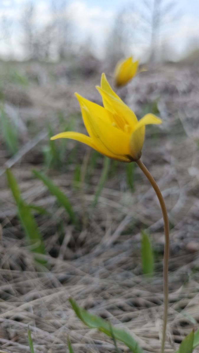 Тюльпаны Биберштейна в окрестностях посёлка Подбельск Похвистневского района Самарской области. Апрель 2025.