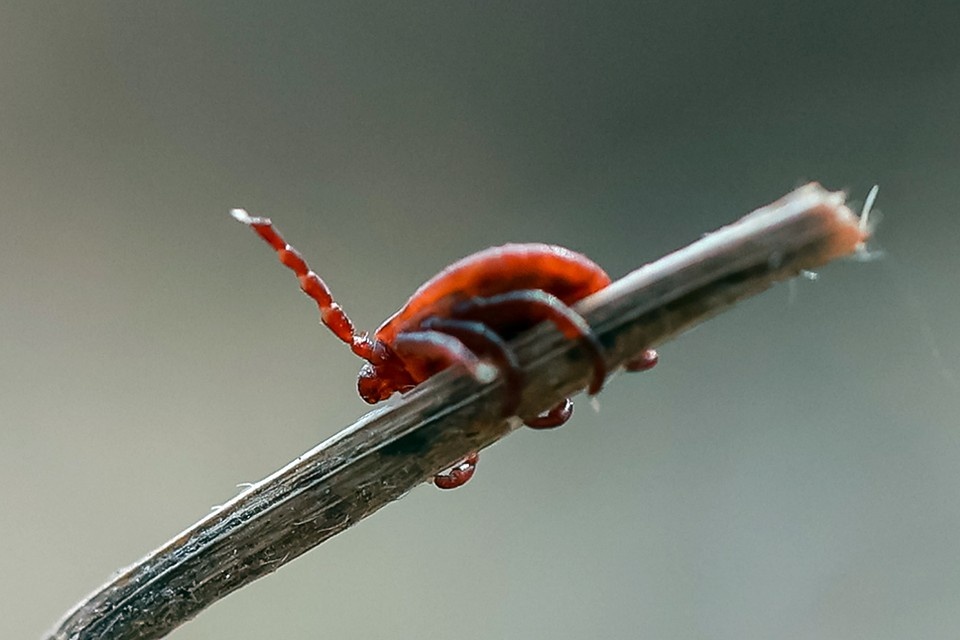    Клещи способны сохранять вирусы и бактерии в своем организме и передавать человеку эти инфекции Мария ЛЕНЦ