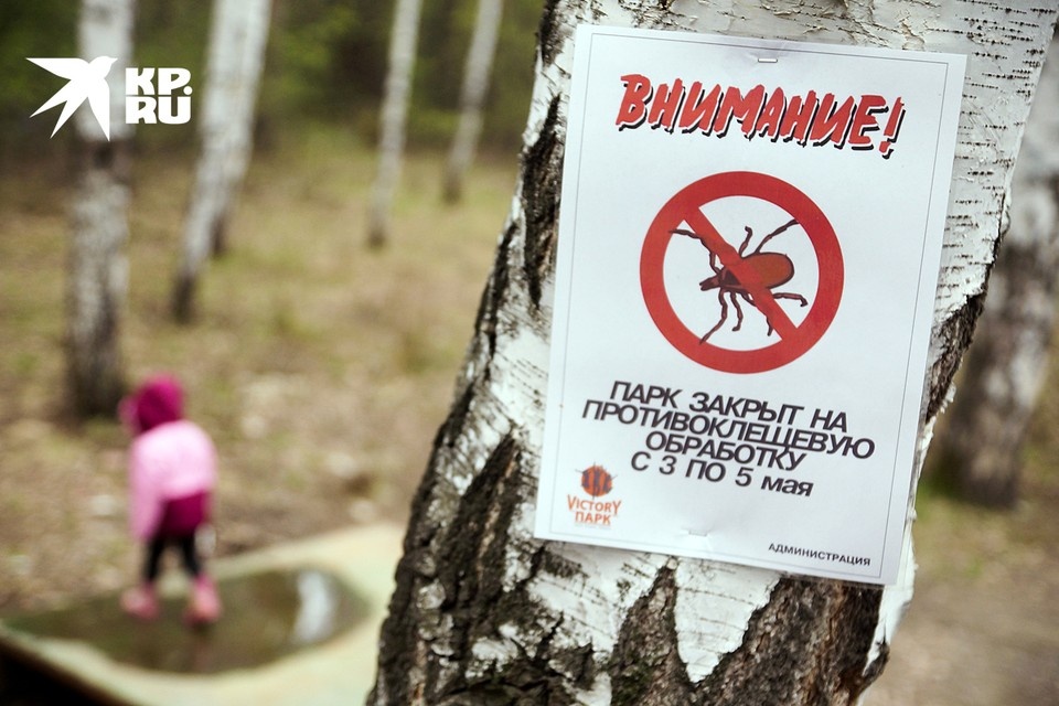    Наступает пик активности клещей Алексей БУЛАТОВ