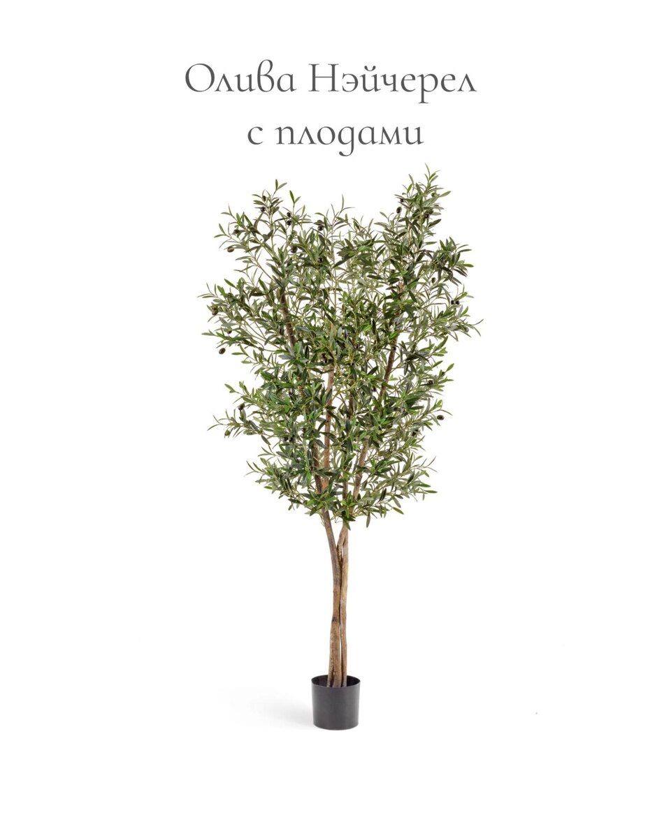 Растения Treez Collection