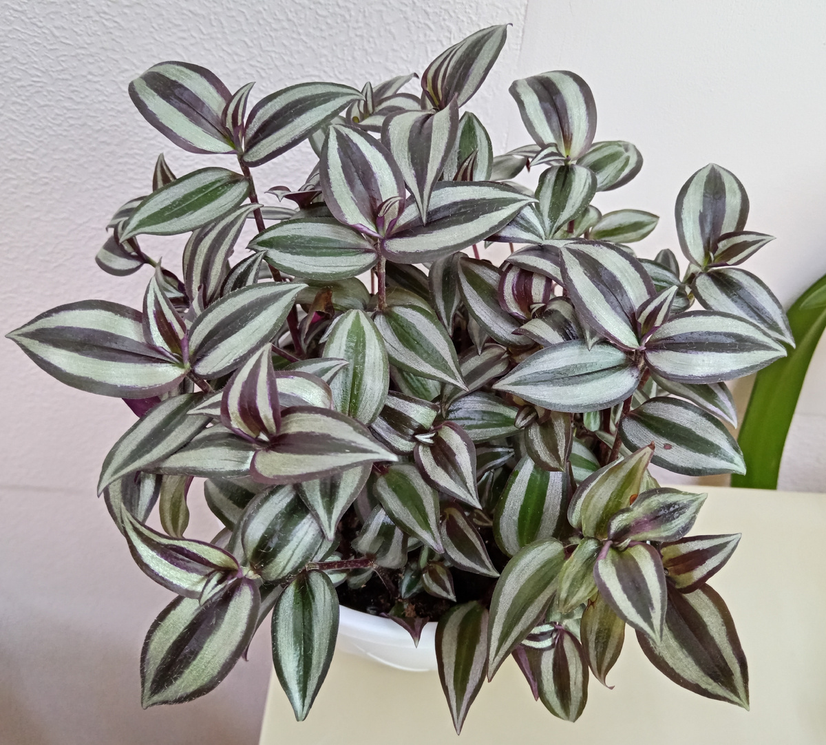 Традесканция Silver Plus. 