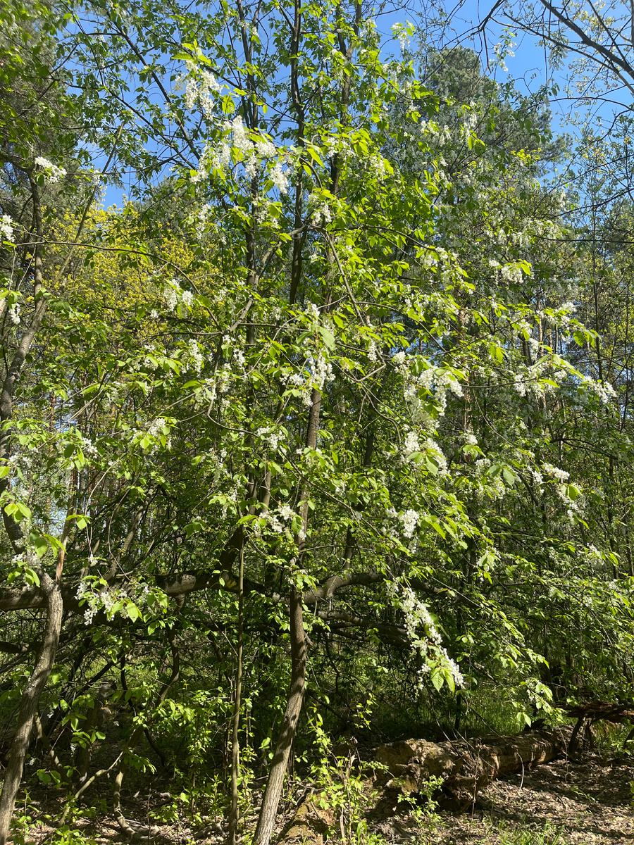 Весеннее цветение .