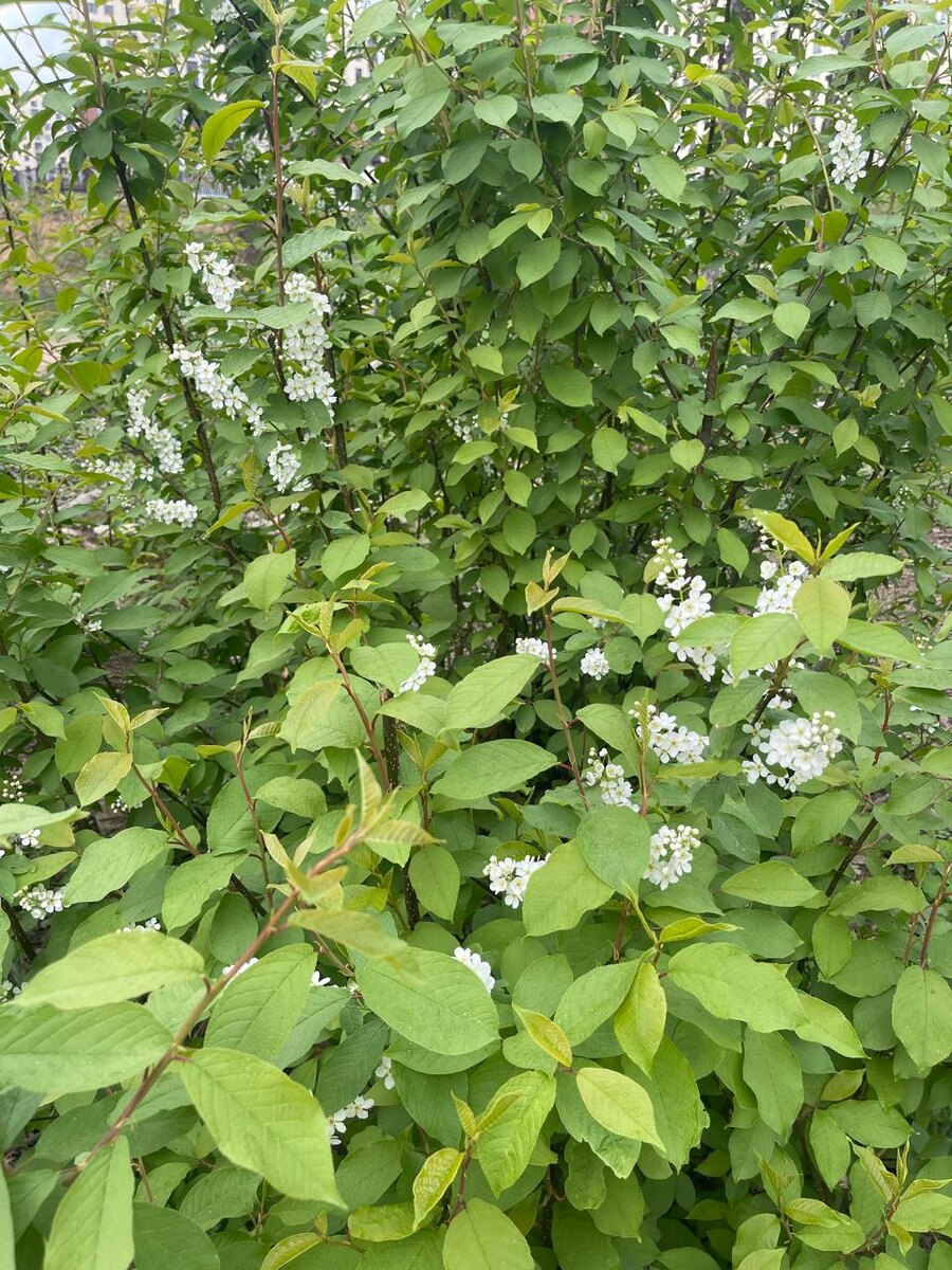   Цветение растений 