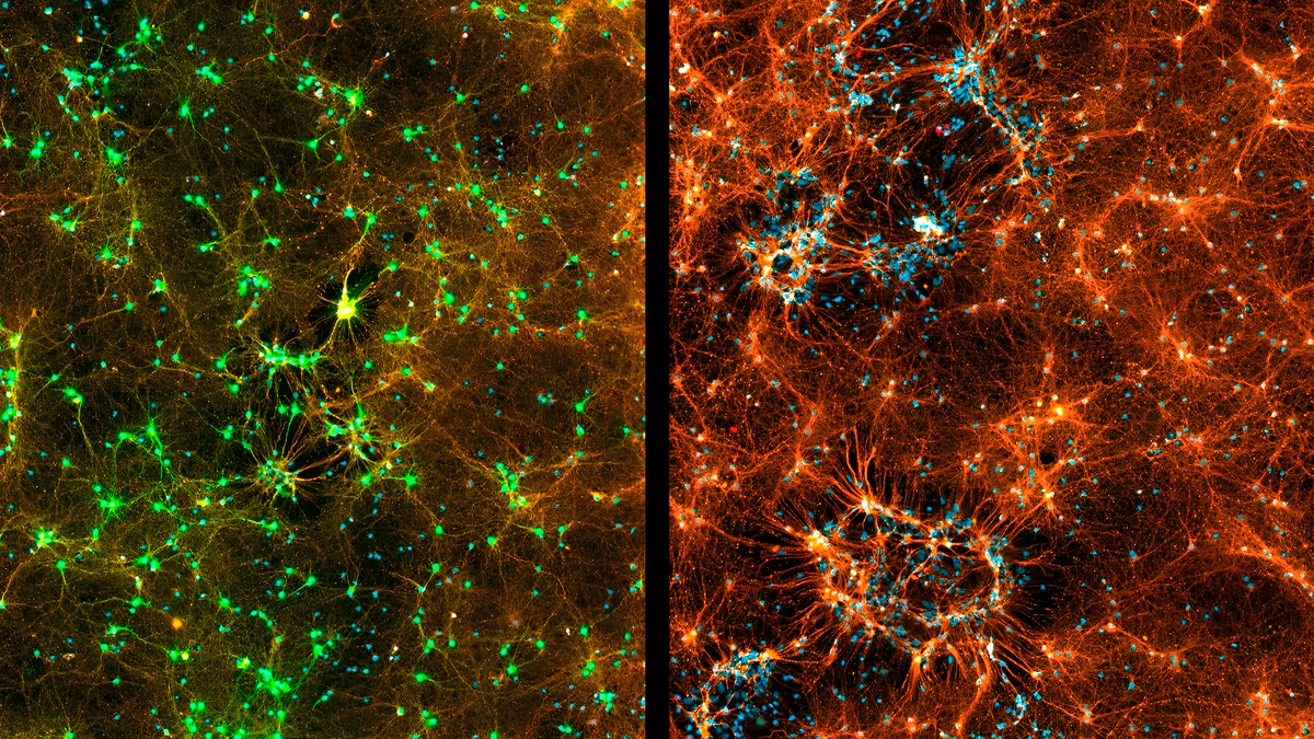 Нейронная сеть мозга и космическая паутина: удивительное сходство структур.