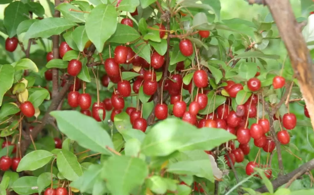 Ягоды Гуми созревают не одновременно, поэтому осенью куст очень декоративен: на нем присутствуют зеленые, желтые и красные ягоды с золотистыми точками