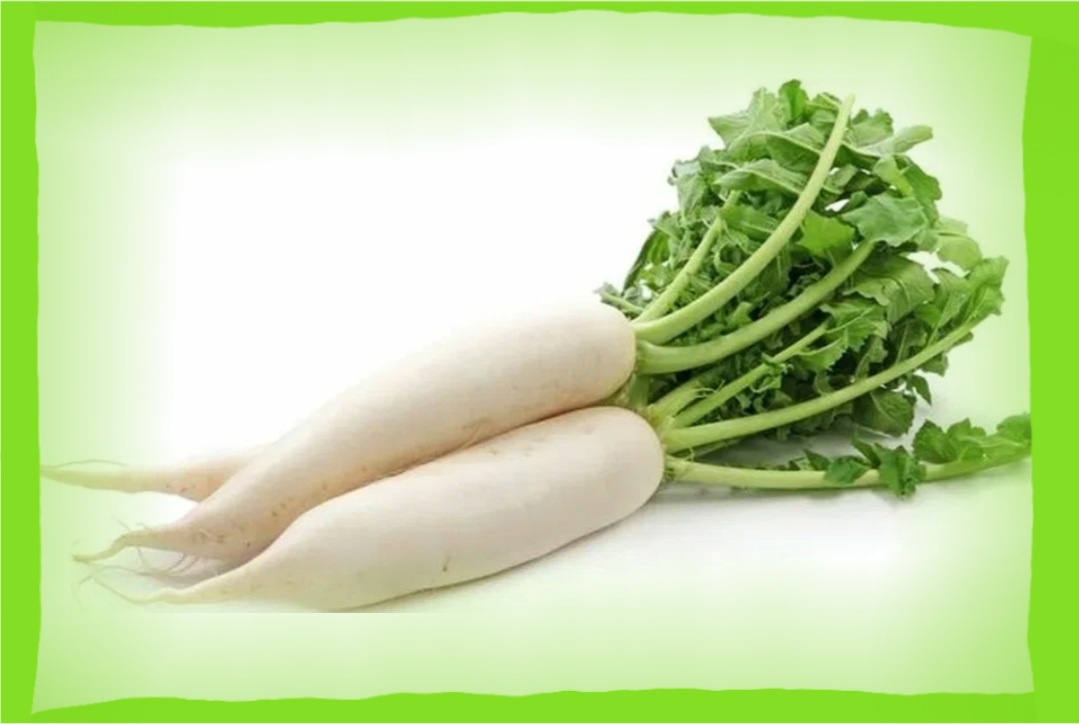 Редька дайкон 