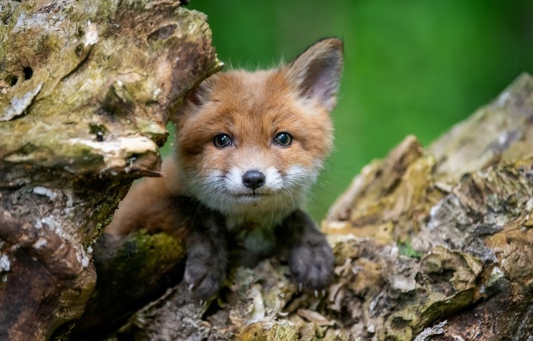    Shutterstock/FOTODOM