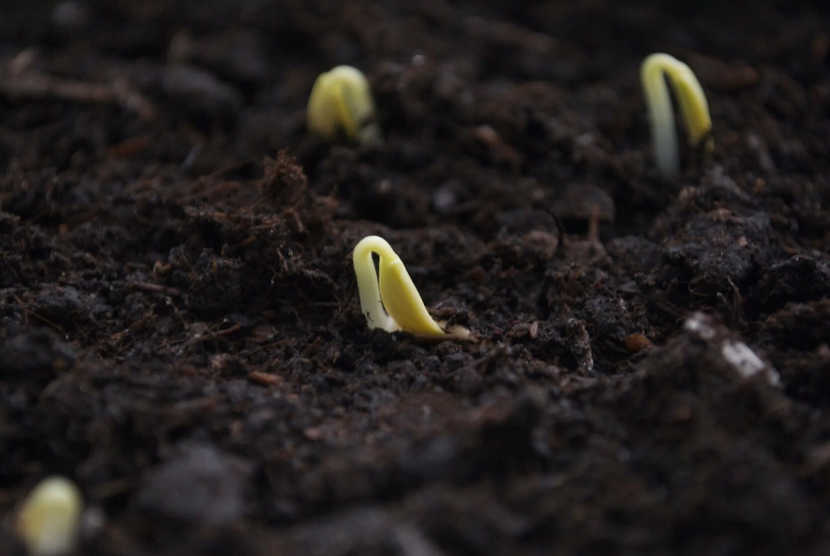 Фото с сайта: https://lifegaming.ru/photo/s-nastupleniem-blagopriyatniyx-usloviy-prorastaet/85