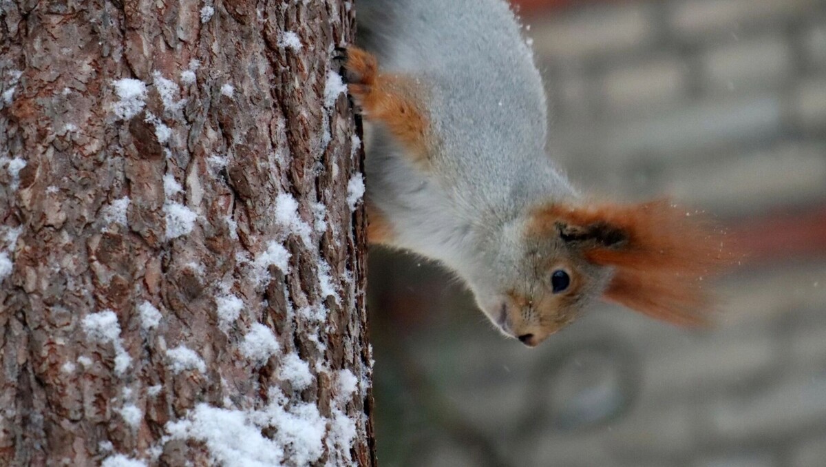     Автор: Артем Шершнев Источник: atas.info