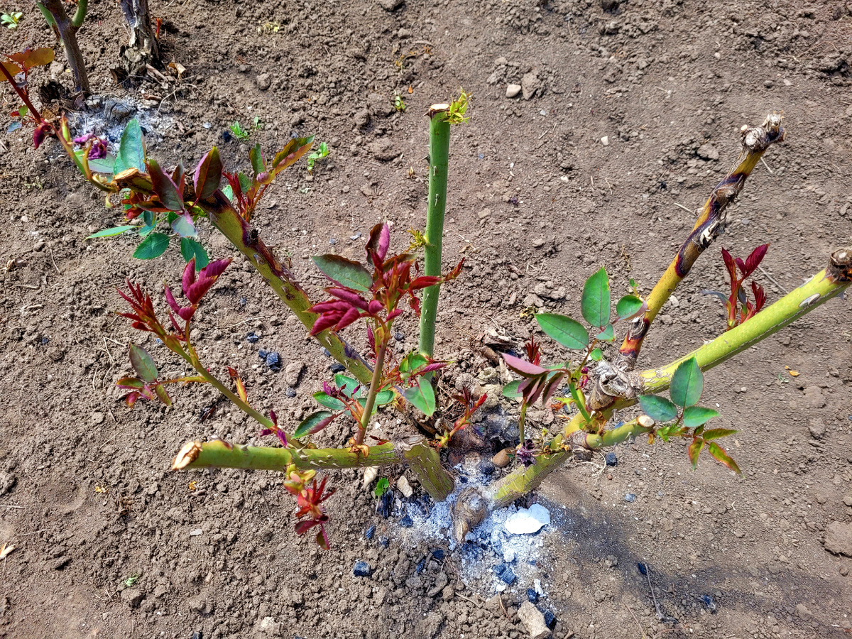 Моя любимая роза с фиолетовыми цветами