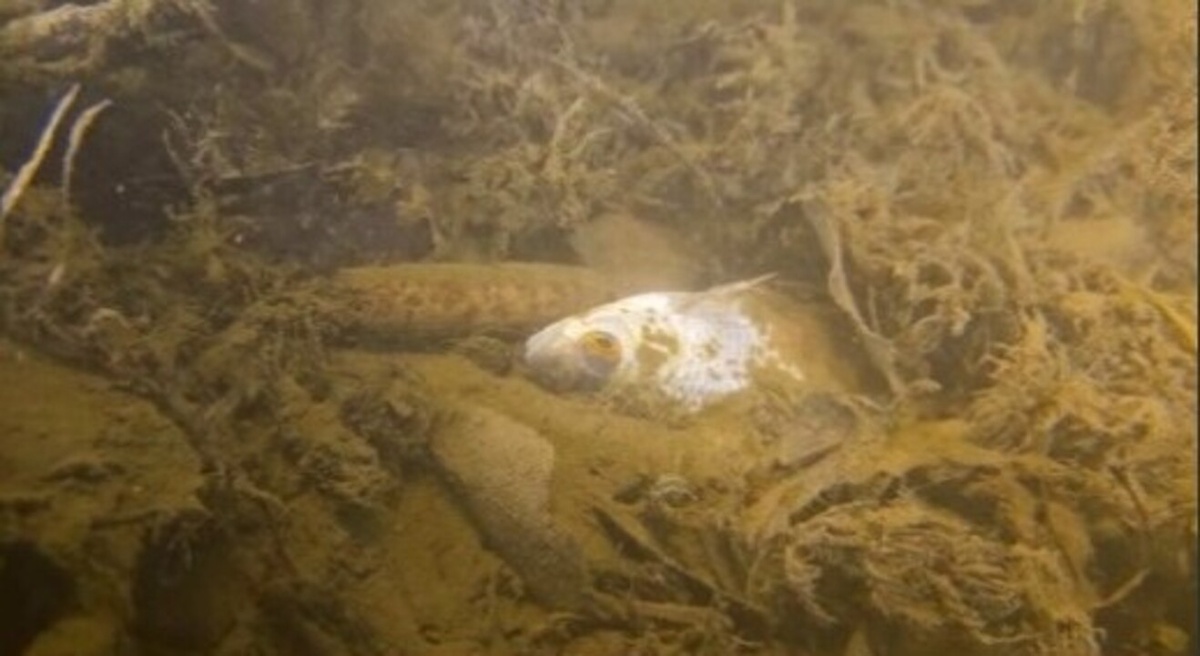    Очередная экологическая катастрофа на реке Сейм Курска