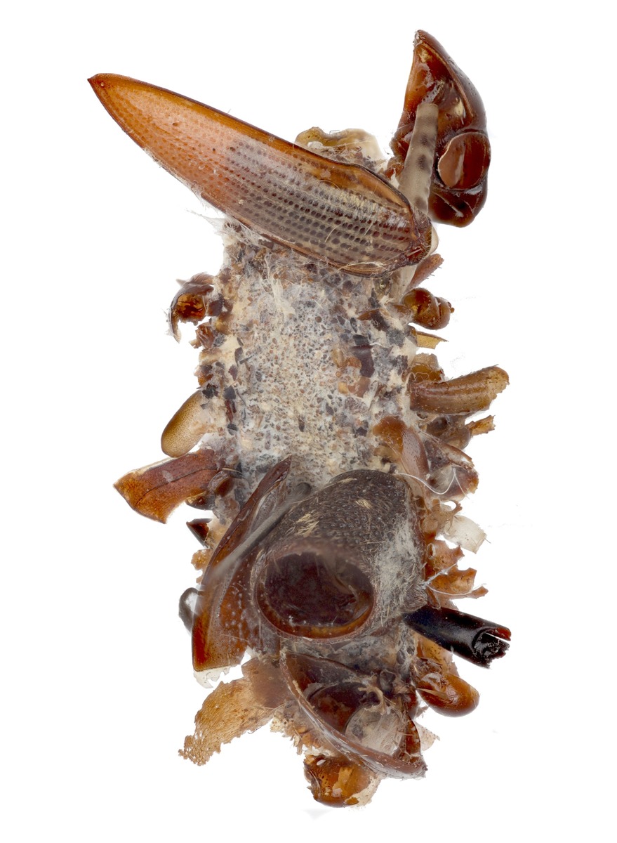 Гусеницы-костееды строят вокруг своего тела шёлковый кокон и украшают его частями тел мёртвых насекомых, найденными в паутине. Эта гусеница, возможно, немного перестаралась с украшениями.