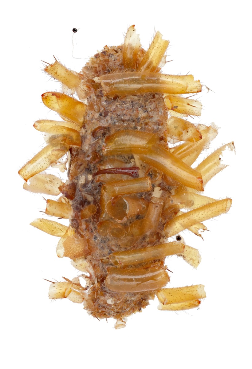 Гусеница-кожеед, которая сделала этот чехол, на самом деле предпочитала паучьи лапки, или, может быть, это было всё, что у неё было.