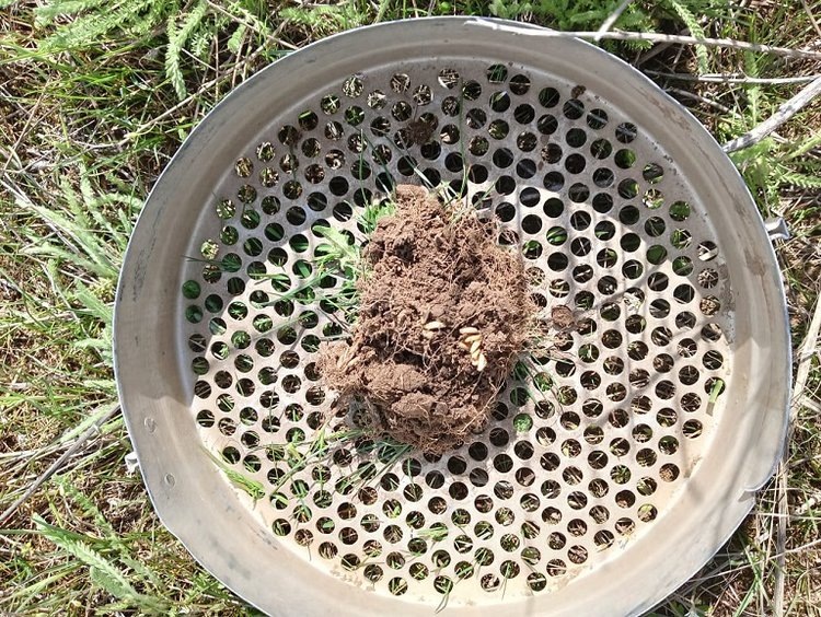     Почему для защиты урожая важно найти кубышки саранчи
