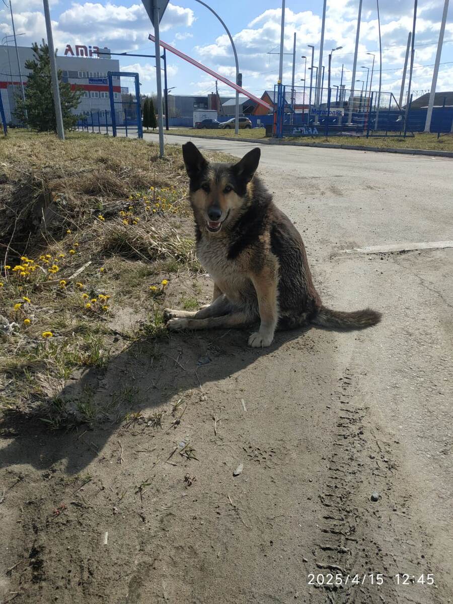 Таким Макса нашли на обочине дороги