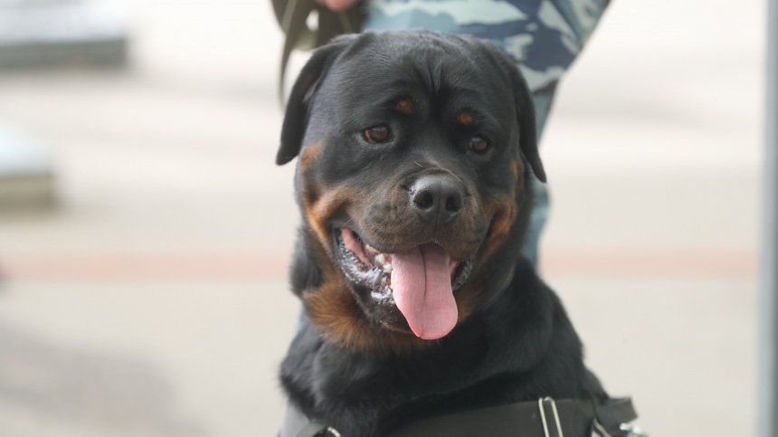    Фото: ИЗВЕСТИЯ/Андрей Эрштрем; 5-tv.ru