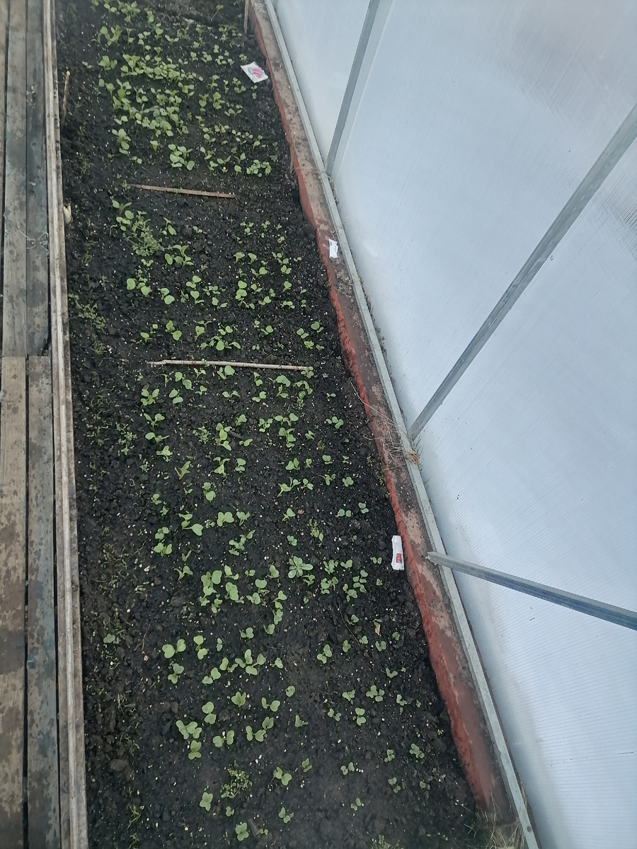 Редис, а с краю посадила укроп, тоже взошёл.