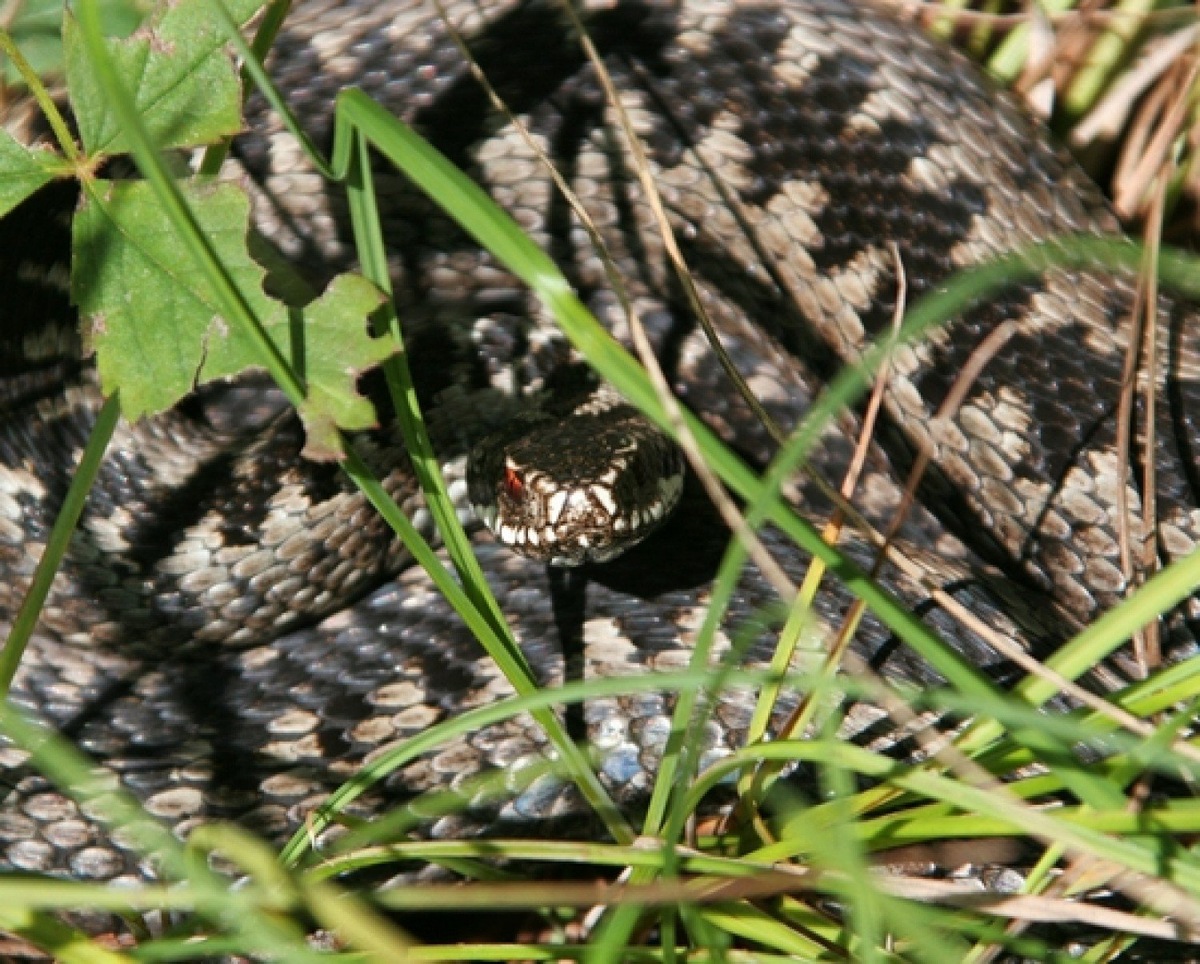 Гадюки сами и без причины не нападают на людей. Фото: GlobalLookPress