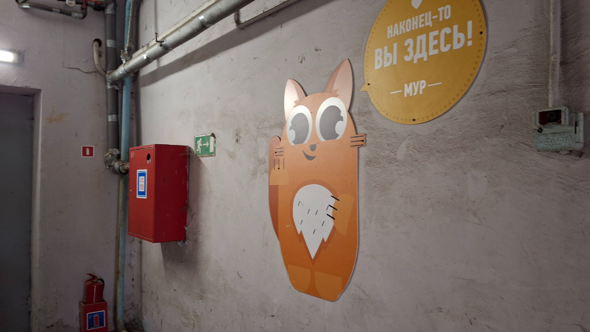 Кошачий приют Муркоша