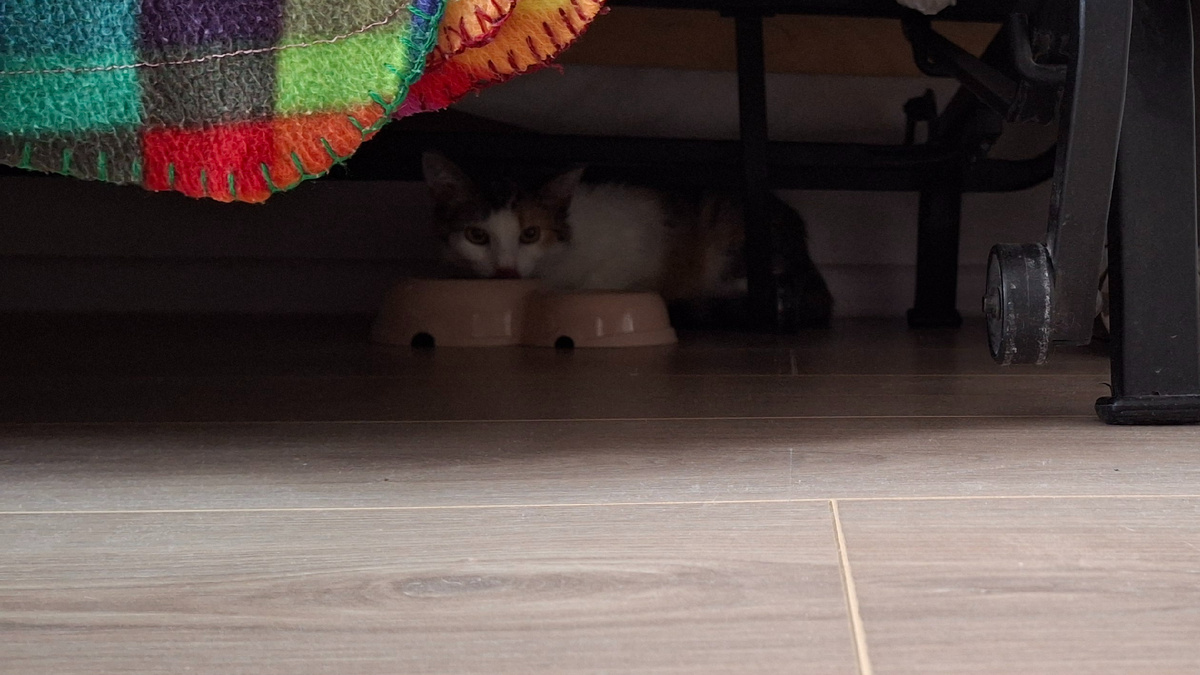 Феша только что вошла в дом