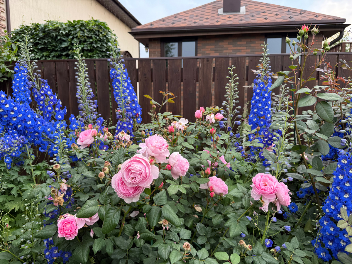 Дельфиниум Кобальт Дримс и Роза Остина Эйншент Маринер