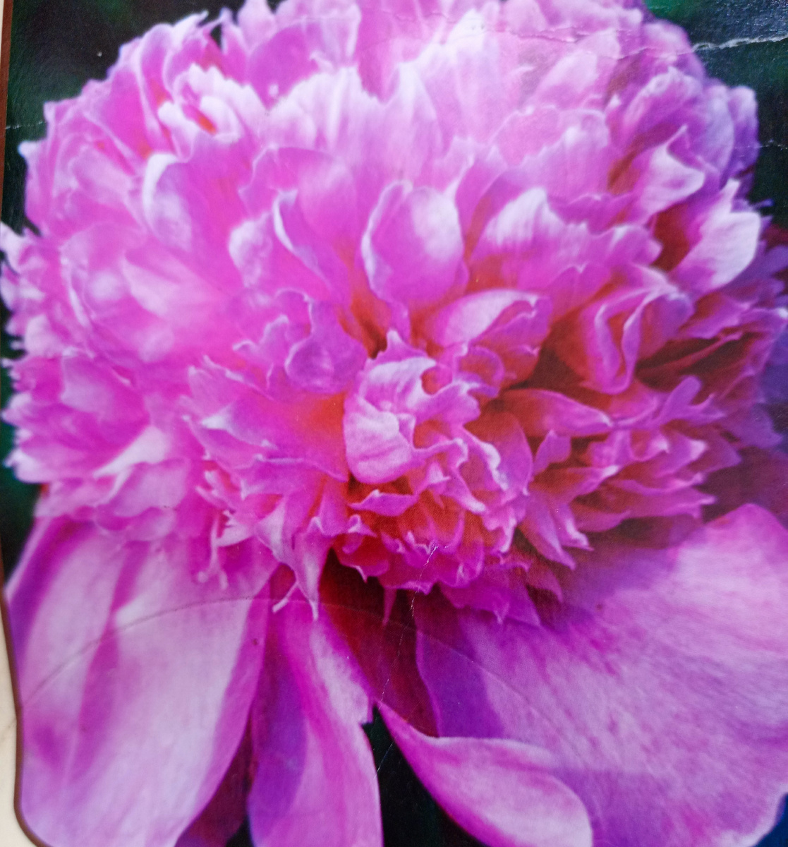 Пион Барбара.