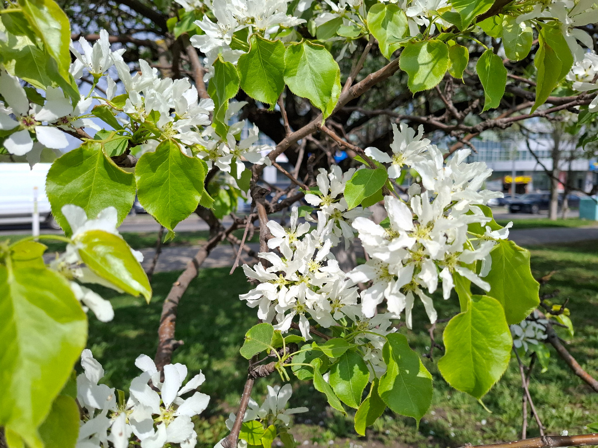 Очень грустная весна у меня