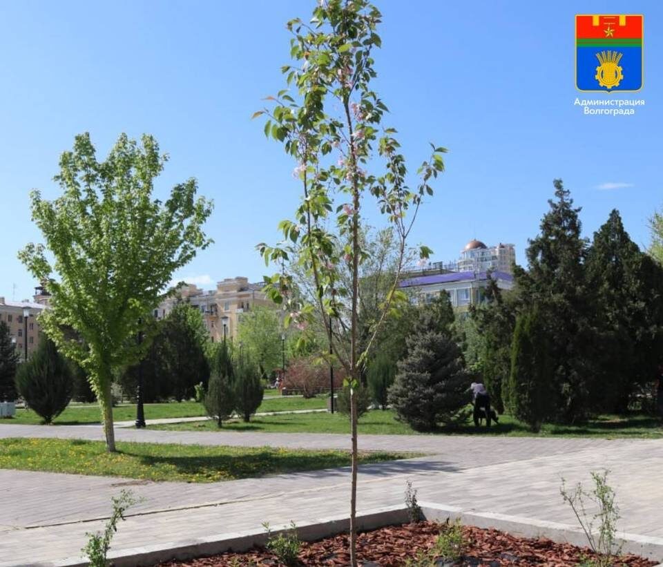   Фото представлено администрацией Волгограда