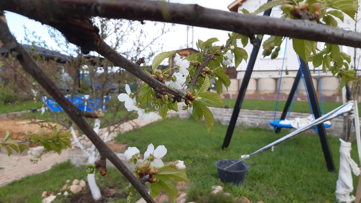 Почки на черешне 26 апреля