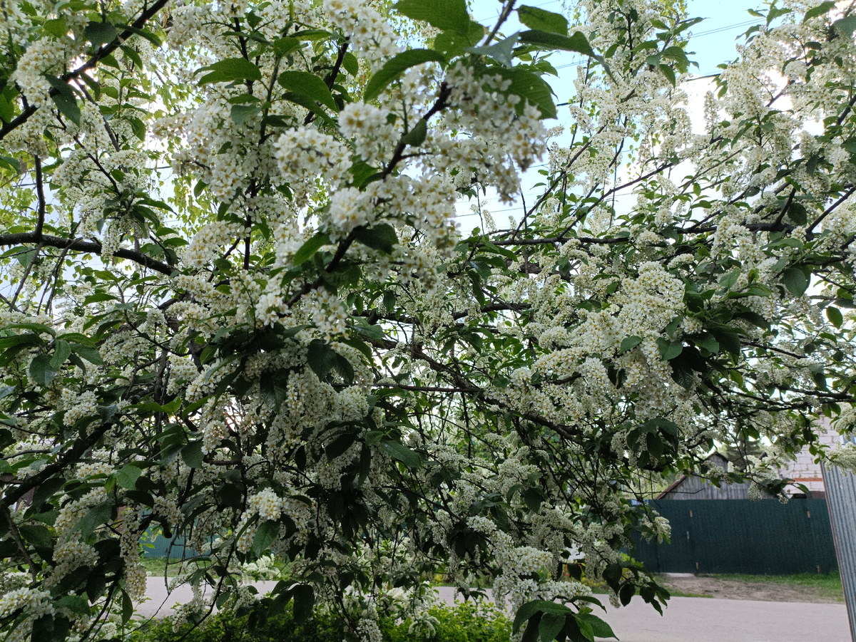 Цветет черемуха