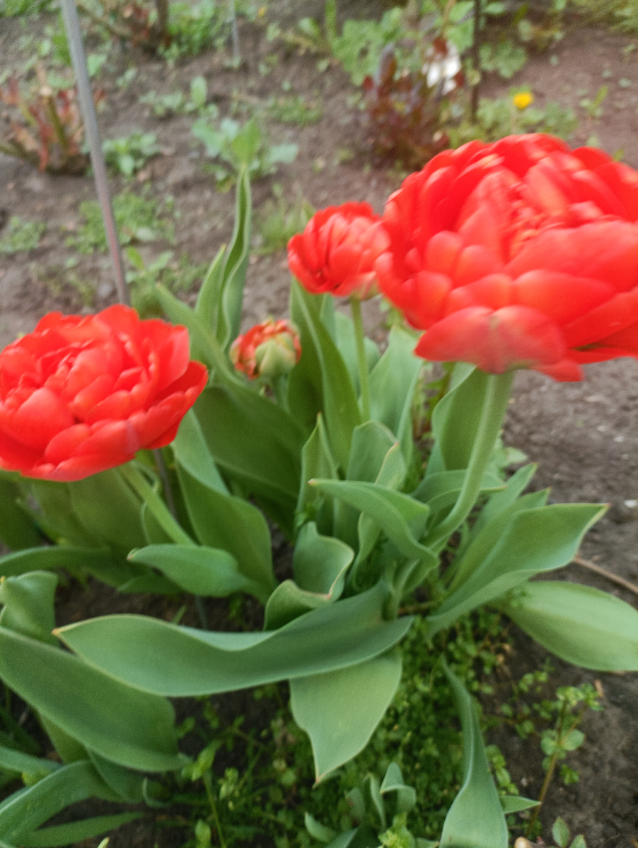 Тюльпаны в моём саду