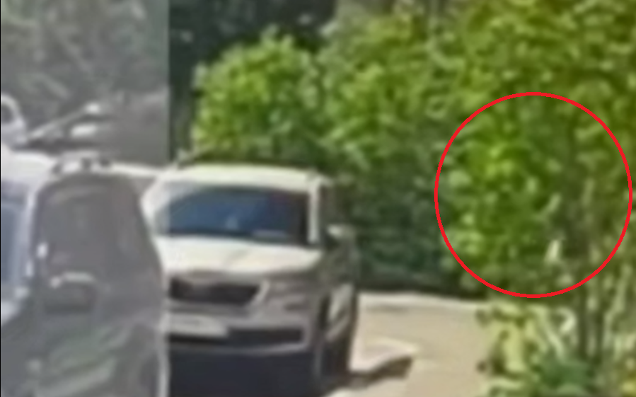 За полсекунды до взрыва из-за кустов выходит генерал и кто-то это все снимает. Скрин: тг-канал Царьград ТВ.