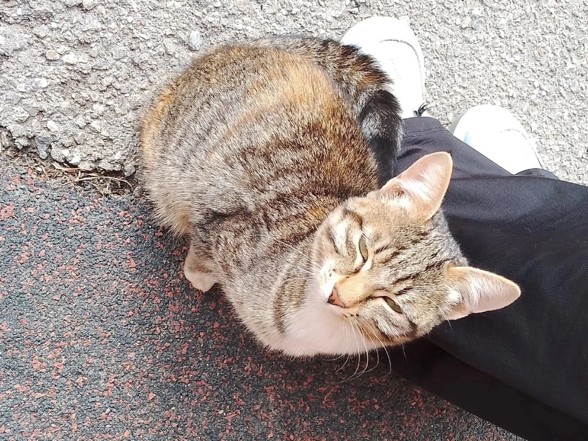 В группу пришло сообщение: Может быть кто-то потерял маленькую кошечку в районе Мира,2/1? Похожа на домашнюю, очень тянется к человеку. 89197078286