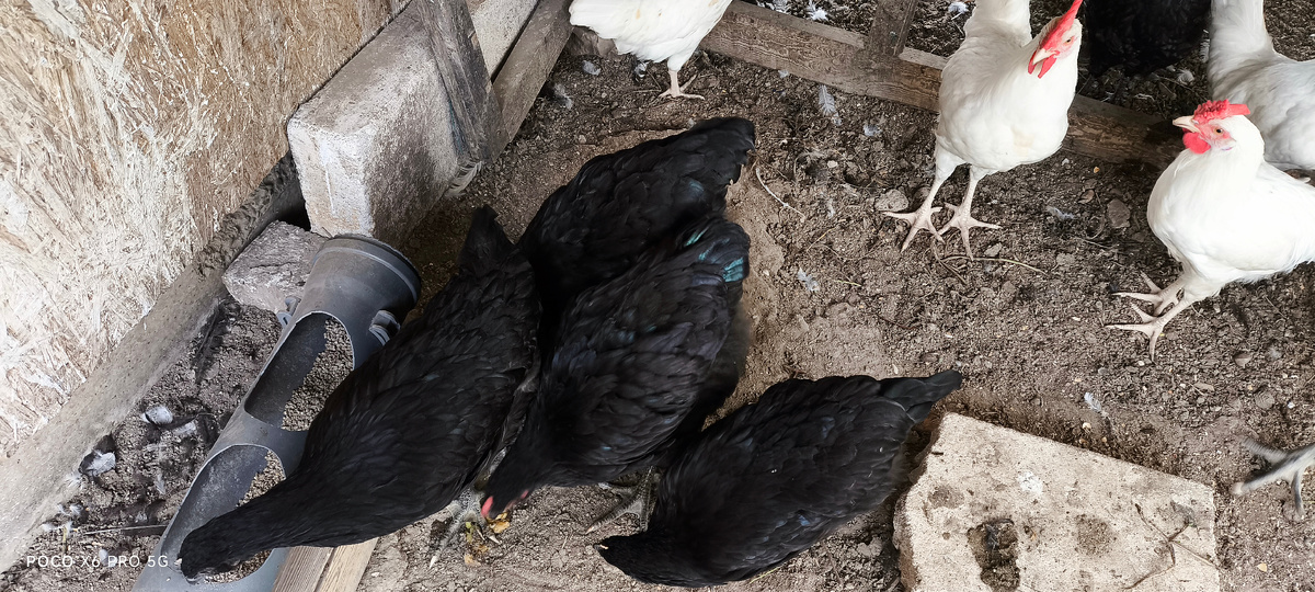 Тифлокомментарий. В курятнике мои курочки, чёрный джерсийский гигант клюют корм, рядом белые, леггорны. 