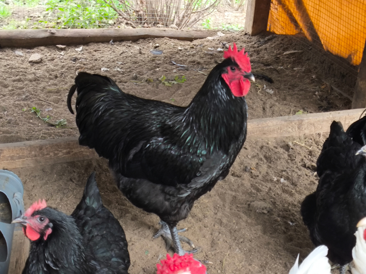 Тифлокомментарий. Петух джерсийский гигант. Чёрный красавец с красным гребнем. 