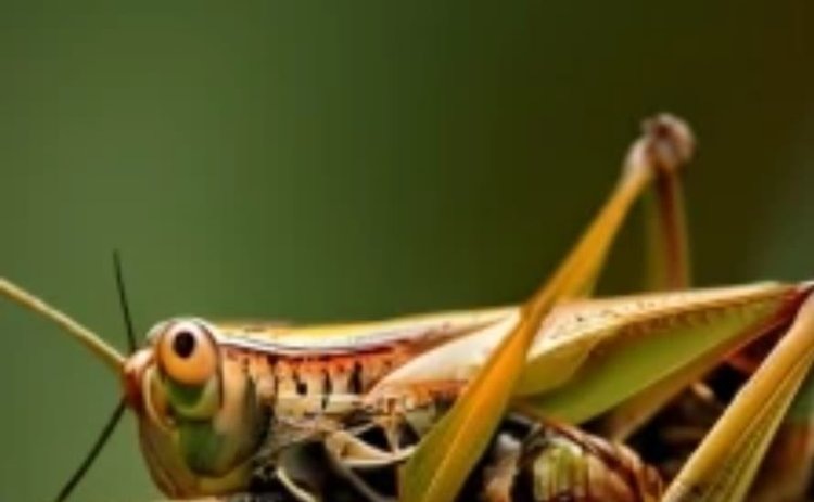   Кубышек зимующих саранчовых в Крыму нет