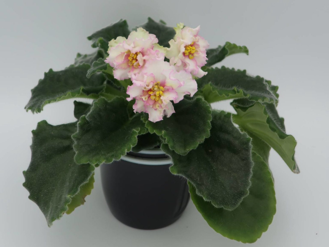 Источник фото swetik7swetik.ru