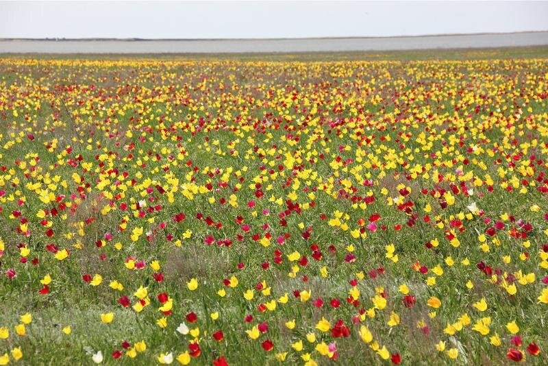 Фото из открытых источников