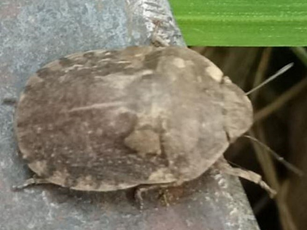 Фото: «Россельхозцентр»