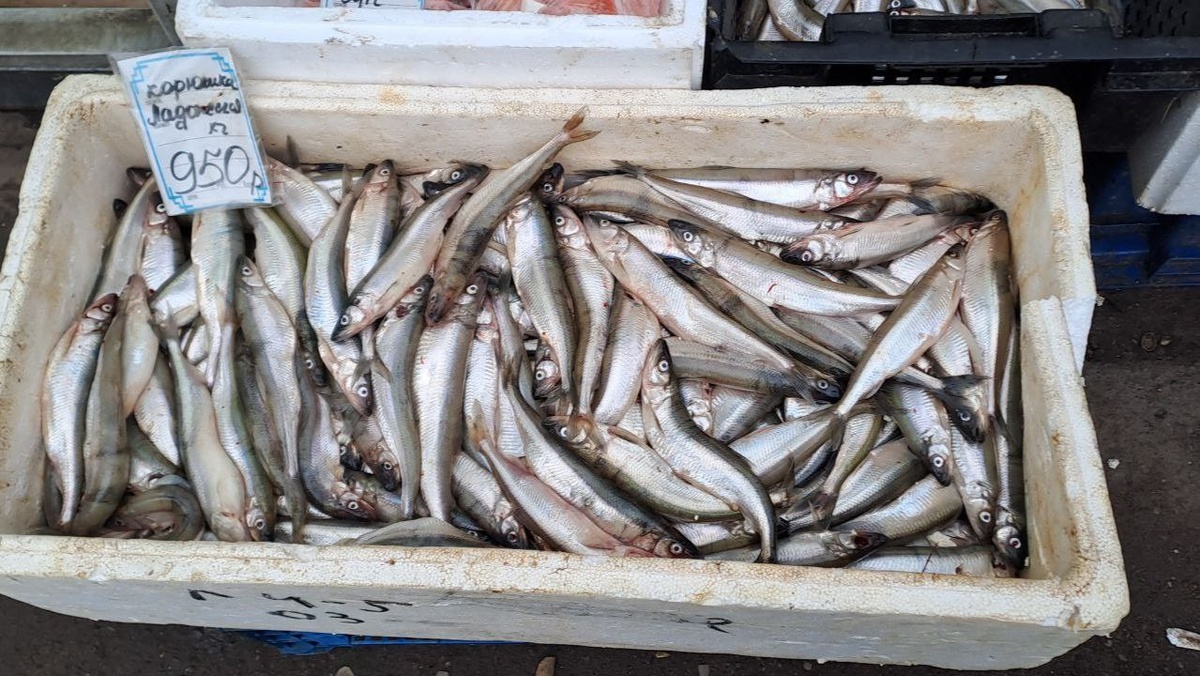    Корюшка у метро «Удельная» 1 марта. Фото: Мойка78