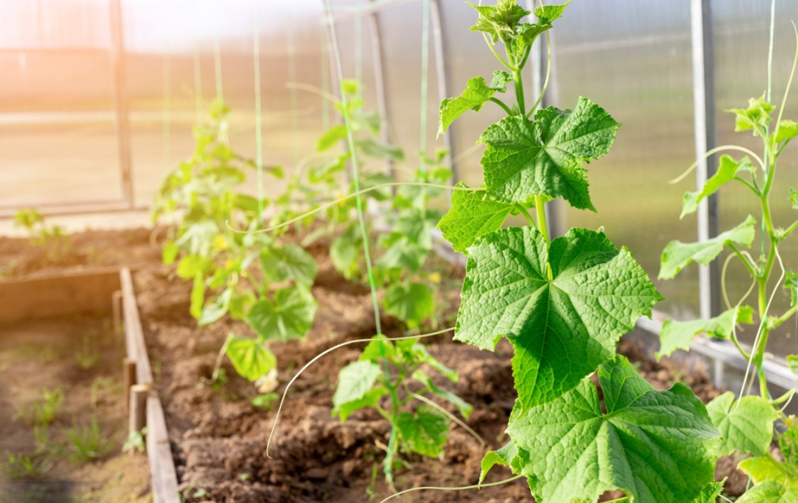 Источник фото shutterstock.com