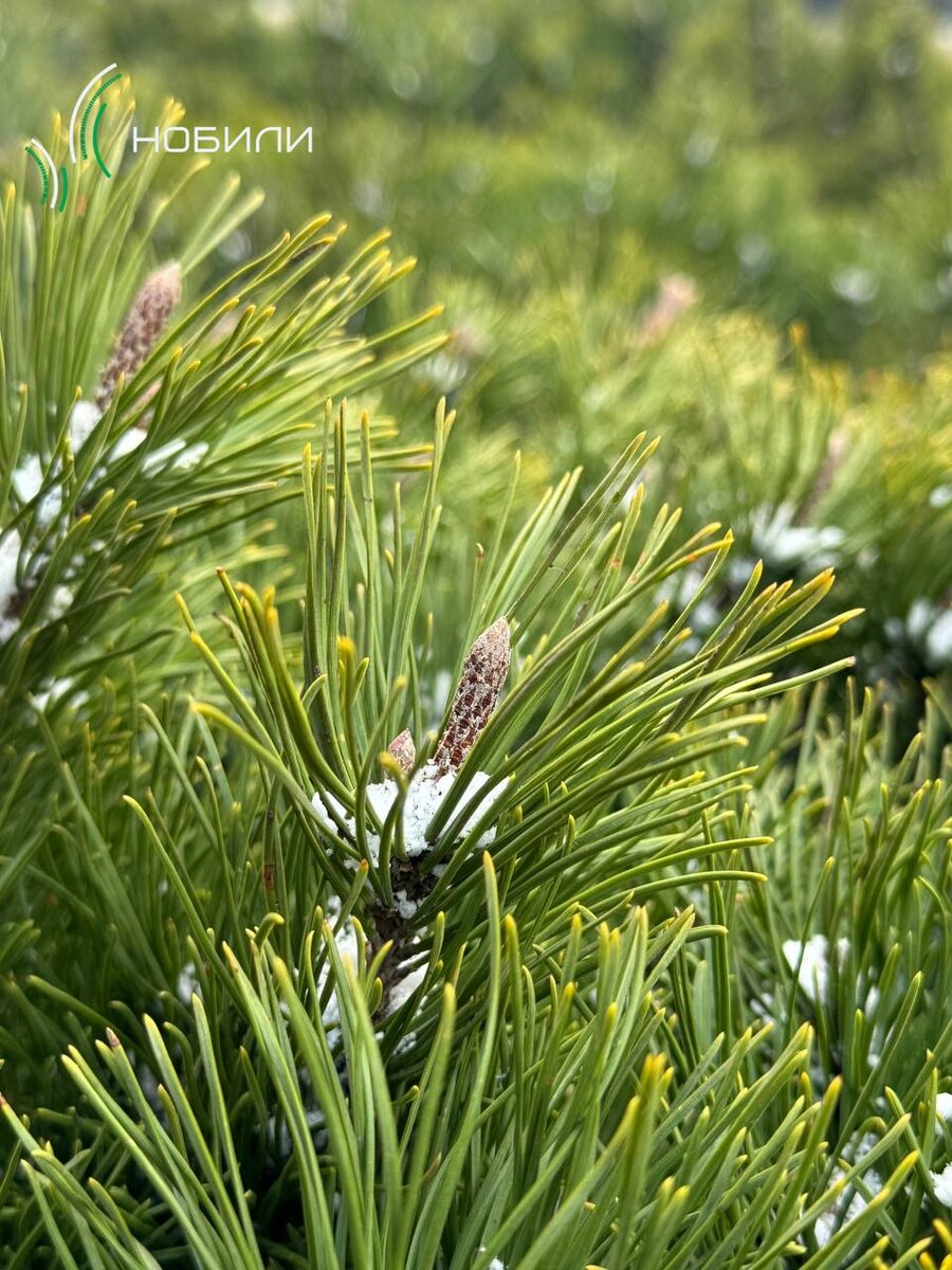 Фото из архива компании "Нобили"