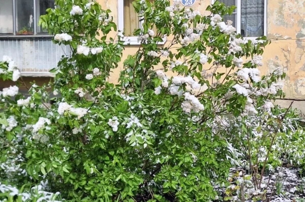    Депутаты усомнились в том, что все деревья и кустарники в Пензе поливаются