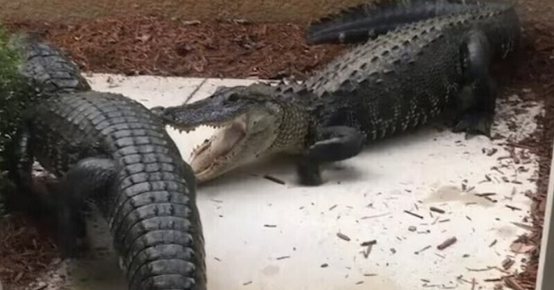    Аллигаторы у порога: неожиданные гости во Флориде вызвали бурю эмоций в соцсетях