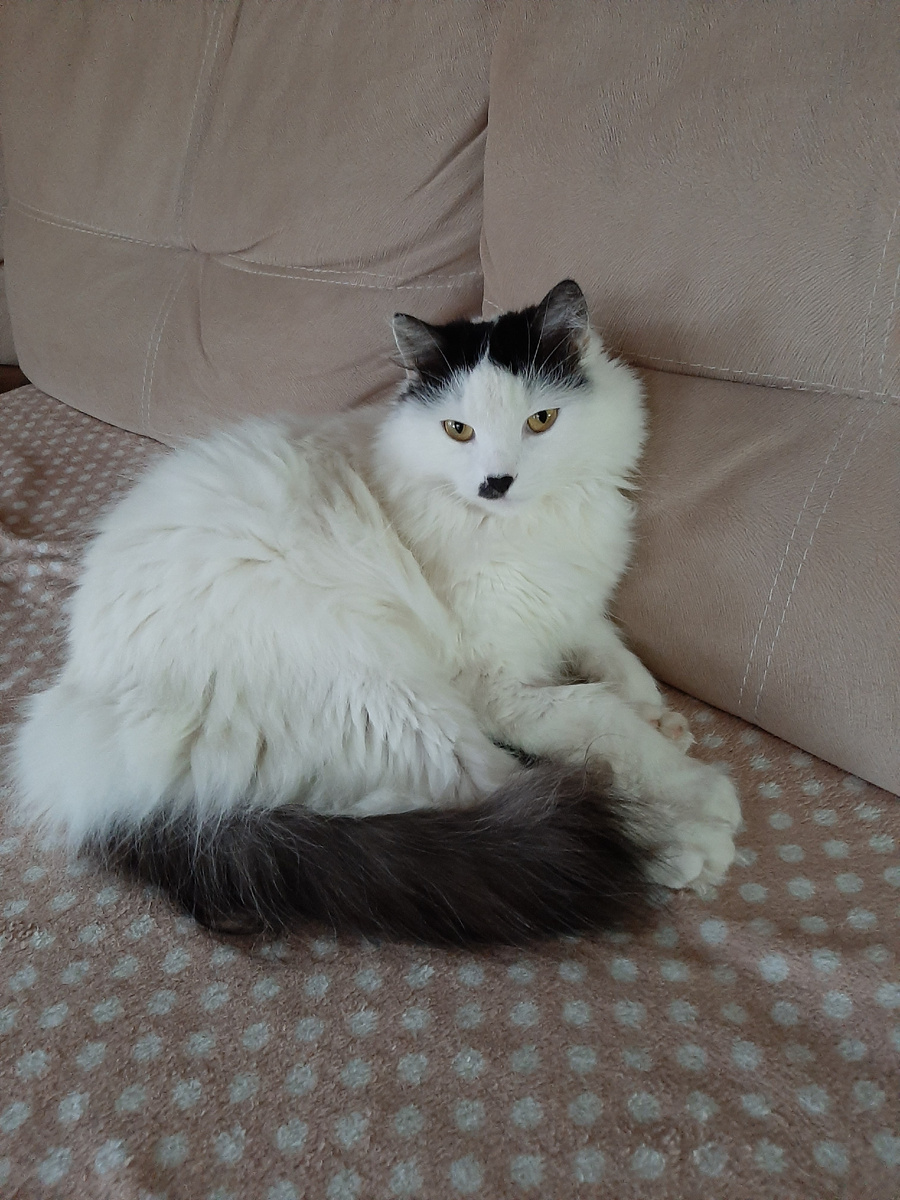 Наш кот Барсик 17 апреля 2025 года исполнилось 5 лет. https://rutube.ru/video/4678611ed10a934caf9cfc65c3d9418c/