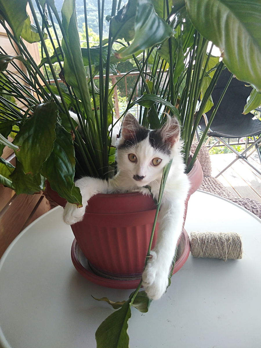 Рассказ Барсика как он жил на дереве. https://rutube.ru/video/4678611ed10a934caf9cfc65c3d9418c/