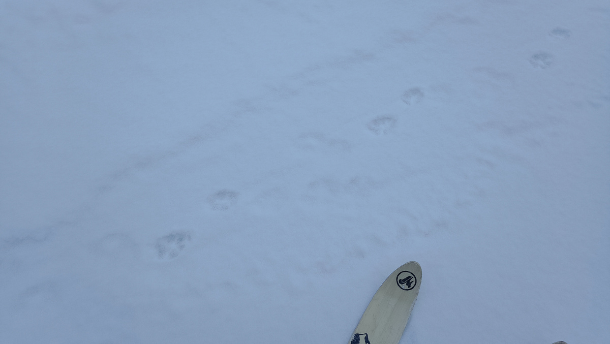 Они сопровождают нас? Нет, просто волки имею удивительное свойство идти в удобном месте.