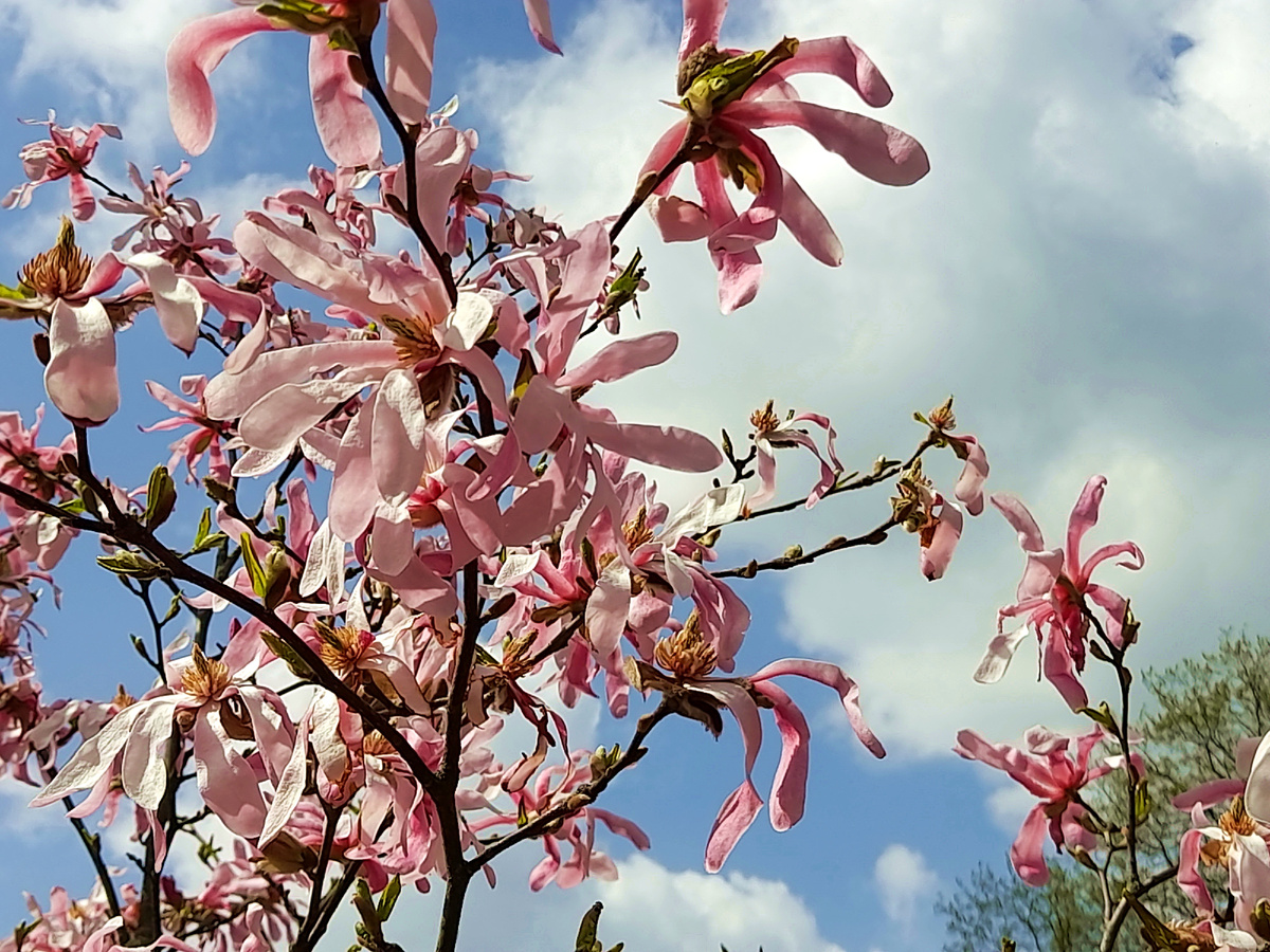 Магнолии. Фото автора