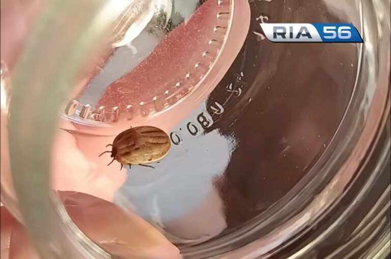    В Оренбуржье за неделю клещи покусали 51 взрослого и 46 детей Марина Шарт