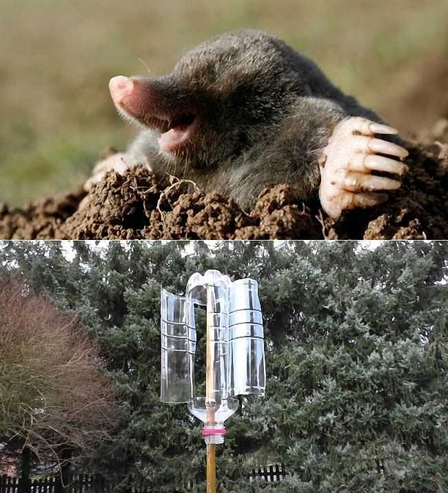 Как прогнать кротов с огорода раз и навсегда 